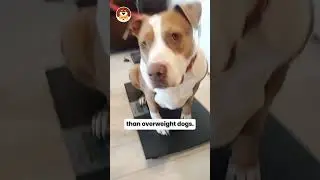 Pet obesity - A growing concern for Indian pet parents.