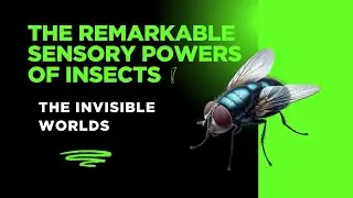 Invisible Worlds: The Remarkable Sensory Powers of Insects