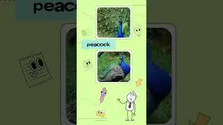National Bird - Peacock video #india #birds #nationalsymbol #peacock