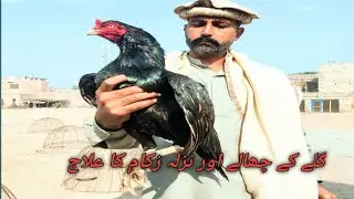 bird flu aor galay kay infection treatment