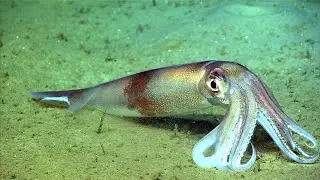 Facts: The Northern Shortfin Squid