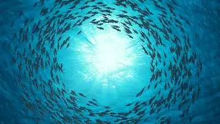 school of fish sharks swim in a circle SBV 328513094 4K