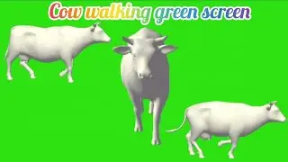 white cow running and walking green screen 🐄🐄#cow#cow sounds #green screen
