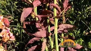 Q&A &ndash; What is the problem with my rose bush?