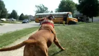 dogue de bordeaux waiting for the school bus