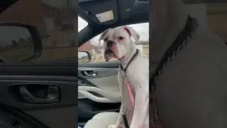 White Boxer Dog Riding in Car Reacting to Dr. Dre! #shorts #boxerdogs #pets #stilldre #dogs #gangsta