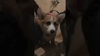 Следи за приключениями Коржа каждый день #корги #corgi #corgishorts #tiktok #смешныевидео #corgidog
