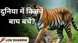 International Tiger Day 2024:   भारत कैसे बना बाघ संरक्षण में दुनिया का नंबर | Hindi News