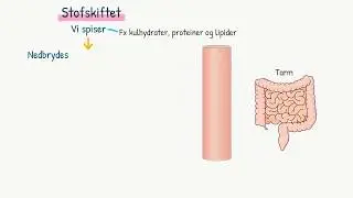 Stofskiftet: Introduktion til stofskifte