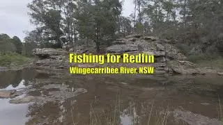 Fishing for Redfin - Wingecarribee River, NSW