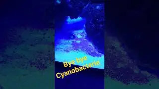 combattre la cyanobacterie #aquarium #reeftank #recife r&eacute;cif #aquariumfish