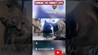 Ranking The Funniest Cats at Feeding Time 😹🍽️