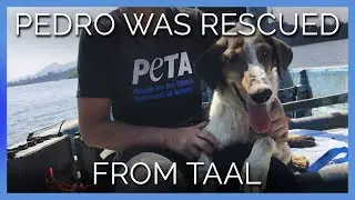 This Dog Was Abandoned and Stuck After Taal Volcano Eruptions