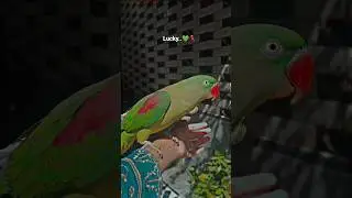 Lucky Parrot 🦜 💚 #parrot #talkingparrot #parrotvideo #parrotsound #mithun