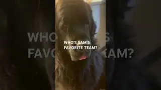 Sam really is the MVP here; he&rsquo;s a team player #Super Bowl#viral #dog #2026#groundhogday#usa