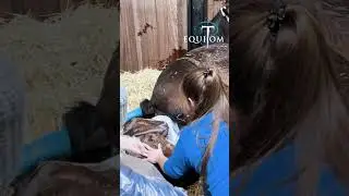 Naissance d&rsquo;un poulain apr&egrave;s plus d&rsquo;1 an dans le ventre😳