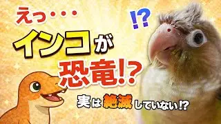 インコは恐竜だった？｜実は学術的に正しい驚きの話