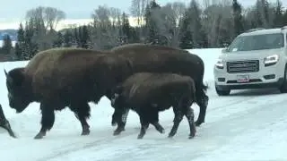 Bison , Gros Ventre Kelly , Jackson Hole Wy