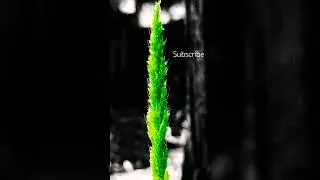 colour isolation with snapseed/editing tutorial/mobile editing