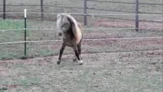 Mini stallion for sale or lease.