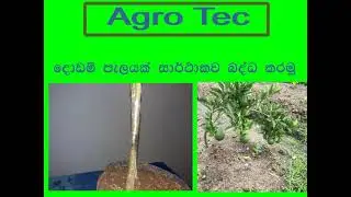 පැණි දොඩම් බද්ද කිරීම | Orange chip Budding |  panidodam badda kirima
