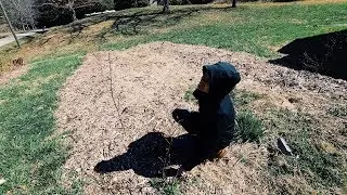 The Orchard Plan to Feed (yet to exist) grand Children