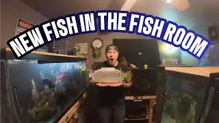 New Predatory Fish Arrives
