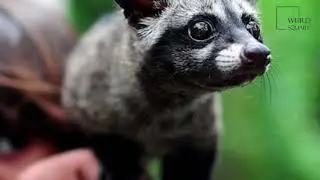 Interesting facts about Asian palm civet by weird square