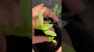 From Seed Tray to Pot: Pepper Up-Potting Tips #shorts #gardentips #garden #peppers #gardening #grow