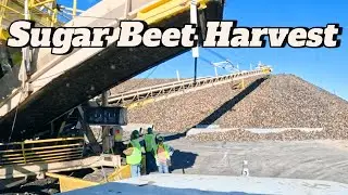 Sugar Beet Harvest & Hauling 2025