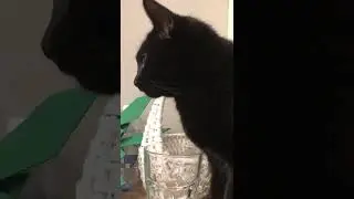 Cat Leon drinking water from glass ❤️ | Cat drinking water