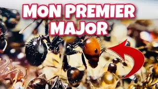 Messor Barbarus Extra Red #3 PREMIER MAJOR !!! (Et bilan avant diapause)