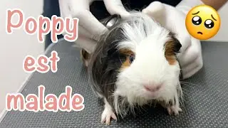 Vlog! Visite chez le vétérinaire au Mexique - Cochon d'Inde