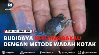 BUDIDAYA KEPITING BAKAU DENGAN METODE WADAH KOTAK - MHI 06/09/2023