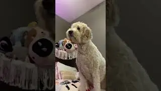 Meet Maggie