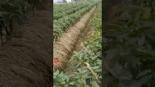 pintarnya petani Cina menanam cabai #shortsvideo #fruit #tanamanhits #cabai
