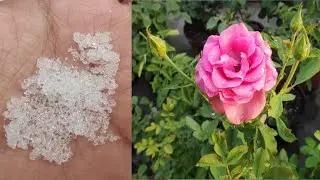 Calcium Nitrate ke benefits aur Calcium Nitrate use krne ka sahi tareeka ..
