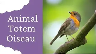 Animal Totem Oiseau : Symbolique et Vertus : Avec Quelle Pierre ou Bracelet en Lithoth&eacute;rapie ?