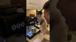 POV: Your Cat Becomes a Barista🥛💥