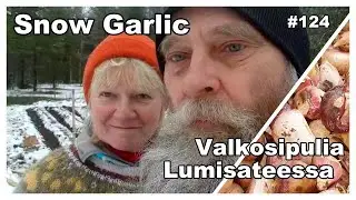 TALVI YLLÄTTI OMAVARAISTELIJAN Valkosipulin istutus Jakso 124 @korpitalo #omavaraisuus
