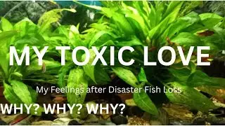 TOXIC LOVE  My feelings a Week After Disaster Fish Loss