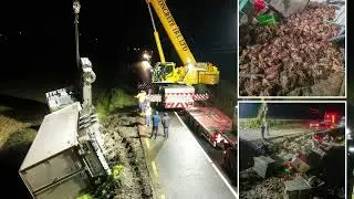 15,000 Live Crabs Escape Truck in Rural Ireland