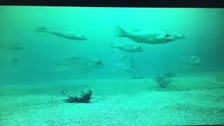 Dhufish checking out drift camera