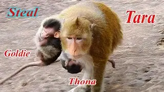 SO PITY NEW BABY GOLDIE WAS STOLEN BY NASTY MOM TARA