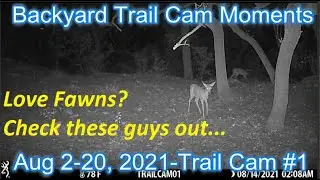 Backyard Trail Cam Moments  Episode 189