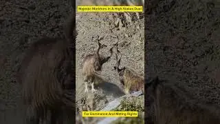#markhor #for #mating #dominance #mountains