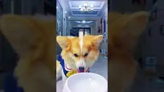He can play this thing all day  #shorts #Extraordinarypet #ofpet #Petspet