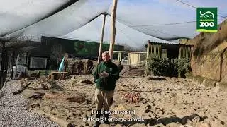 Penguin Enclosure Update
