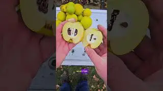 Що це за фрукти,і що в них всередині?