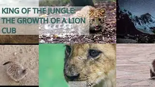 King of the Jungle: The Growth of a Lion Cub